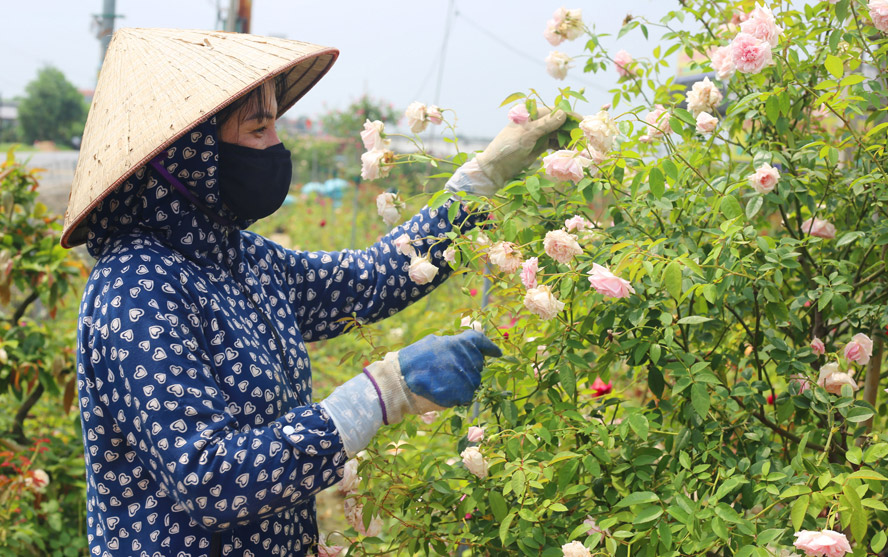  VÙNG QUÊ SẠCH ĐẸP TỪ NGHỀ TRỒNG HOA, CÂY CẢNH