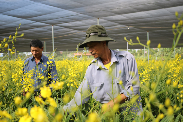 MỞ HƯỚNG MỚI TRỒNG LAN VŨ NỮ