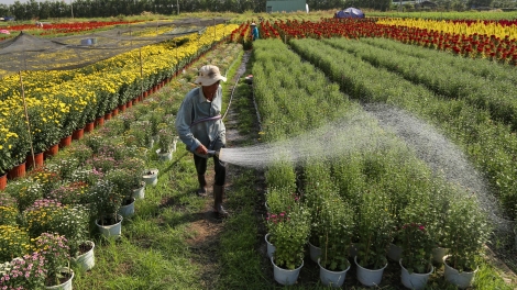 Trồng và chăm sóc hoa cây cảnh- Nghề làm đẹp cho đời