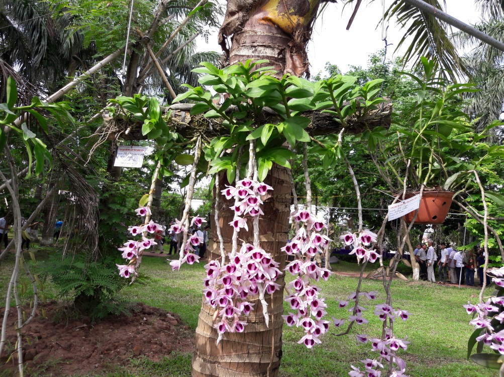 Lưu giữ và phát triển một số loài lan Hoàng thảo (Dendrobium) bản địa có giá trị cao của Việt Nam