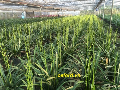 Kết quả xây dựng mô hình trồng lan kiếm Thanh Ngọc (Cymbidium sinense) tại Gia Lâm - Hà Nội