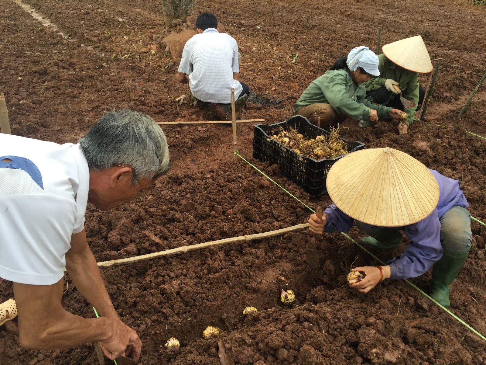 Tập huấn và xây dựng thành công mô hình trồng hoa lily, hoa cúc tại huyện Yên Châu, tỉnh Sơn La