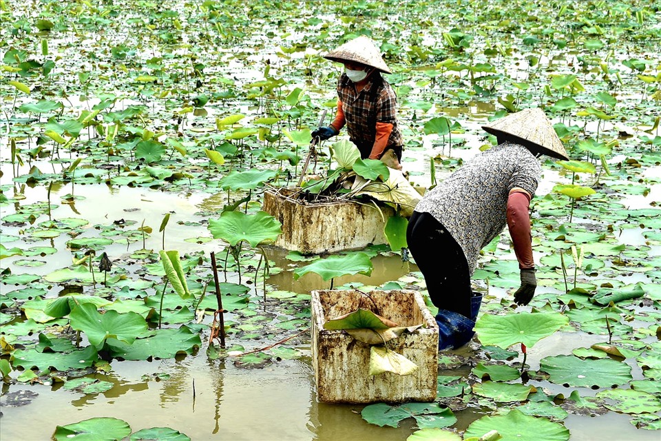 THÁI BÌNH: BIẾN VÙNG ĐẤT CHIÊM TRŨNG THÀNH RUỘNG SEN, AO SÚNG BẠT NGÀN