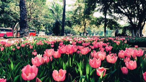 Lễ hội hoa Tulip 2018 tại Ecopark