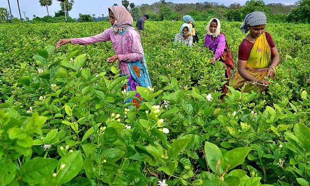 SẢN XUẤT HOA Ở ẤN ĐỘ-NGÀNH CÔNG NGHIỆP MẶT TRỜI MỌC 