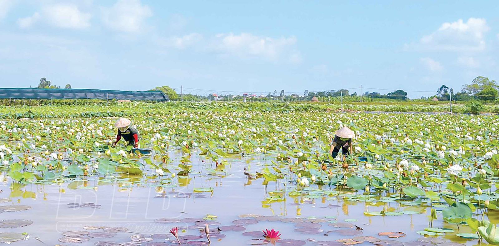 THÁI BÌNH: HƯỚNG TỚI SẢN PHẨM OCOP GẮN VỚI DU LỊCH SINH THÁI