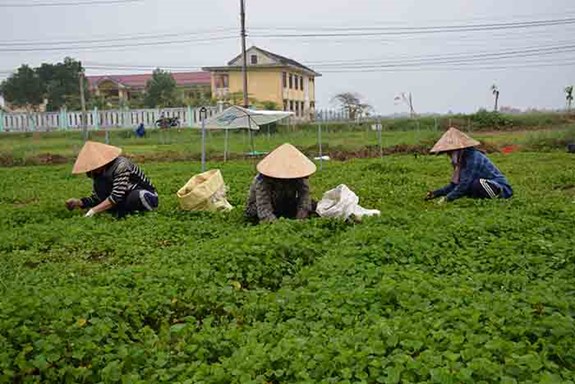 Quỹ hỗ trợ phát triển HTX: Đảm bảo tính tự chủ tài chính