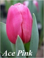 Giống Tulip Ace Pink