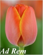 Giống Tulip Ad Rem