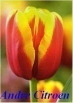 Giống Tulip Andre Citroen TL03