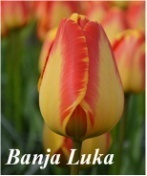 Giống Tulip Banja Luka