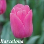 Giống Tulip Barcelona