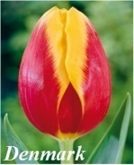 Giống Tulip Denmark