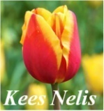 Giống Tulip Kees Nelis