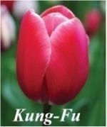 Giống Tulip Kung-Fu