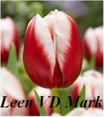 Giống Tulip Leen Van Der Mark