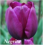 Giống Tulip Negrita