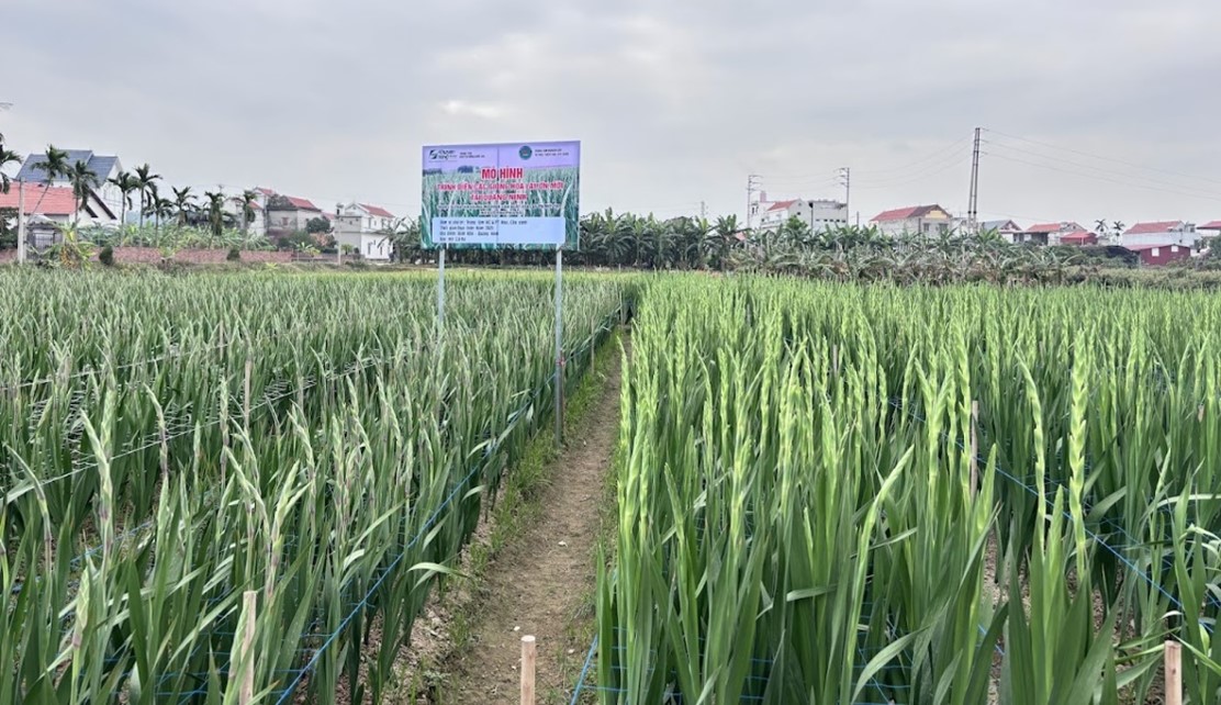 HIỆU QUẢ TỪ XÂY DỰNG MÔ HÌNH SẢN XUẤT GIỐNG HOA LAY ƠN MỚI TẠI BÌNH KHÊ, QUẢNG NINH NĂM 2025