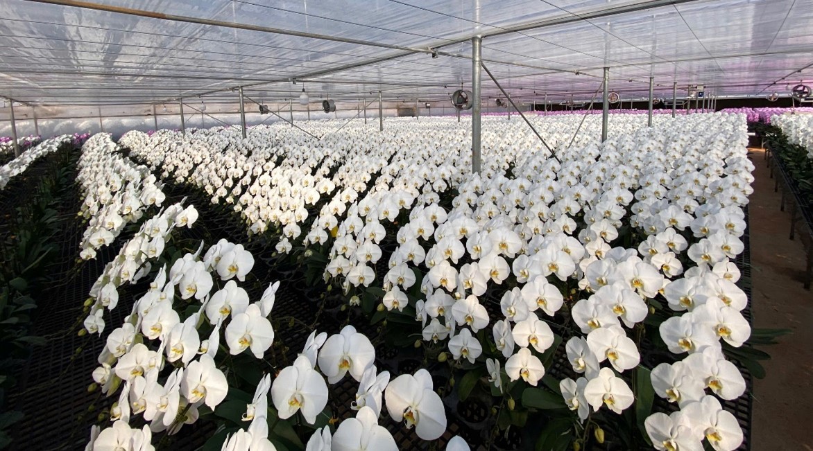 ĐỊNH HƯỚNG XÂY DỰNG BA CHƯƠNG TRÌNH NGHIÊN CỨU  TRỌNG ĐIỂM VỀ HOA, CÂY CẢNH