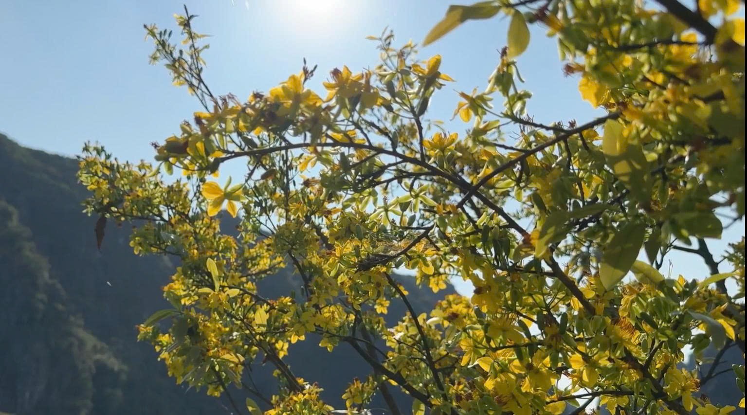 Cây mai vàng và tiềm năng phát triển kinh tế gắn với du lịch tại Ninh Bình