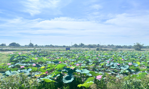 GIỐNG SEN MỚI CỦA VIỆN NGHIÊN CỨU RAU QUẢ MỞ RA TRIỂN VỌNG PHÁT TRIỂN CHO SẢN XUẤT SEN TẠI PHƯỜNG PHONG DINH, THÀNH PHỐ HUẾ