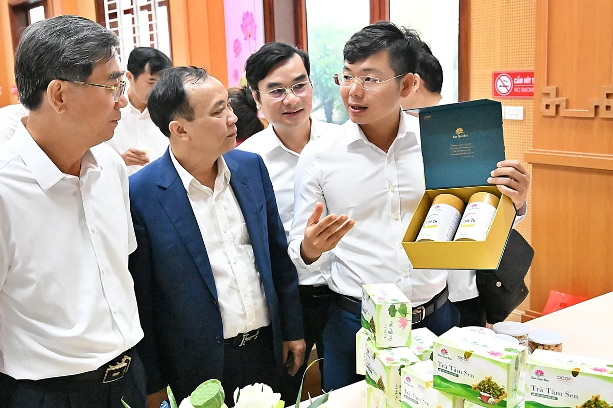 Không mở rộng diện tích sen khi chưa rõ đầu ra